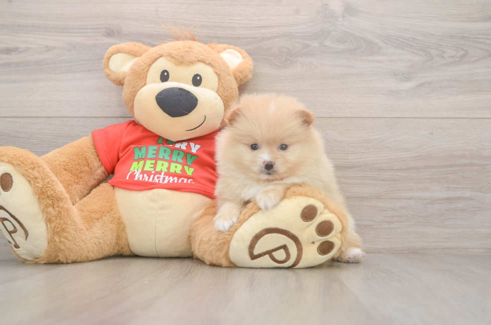 5 week old Pomeranian Puppy For Sale - Seaside Pups