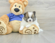 8 week old Pomeranian Puppy For Sale - Seaside Pups