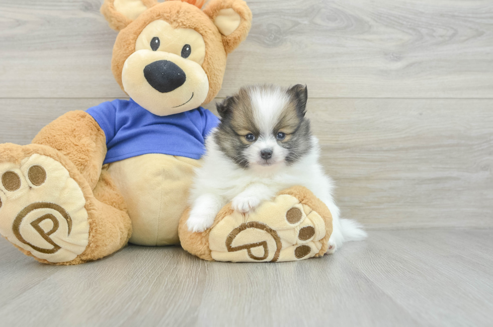 7 week old Pomeranian Puppy For Sale - Seaside Pups