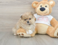 8 week old Pomeranian Puppy For Sale - Seaside Pups
