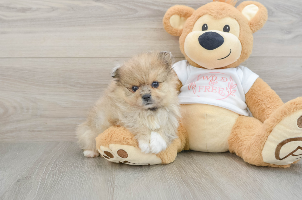 6 week old Pomeranian Puppy For Sale - Seaside Pups