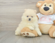 9 week old Pomeranian Puppy For Sale - Seaside Pups