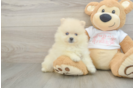 Pomeranian Puppy for Adoption