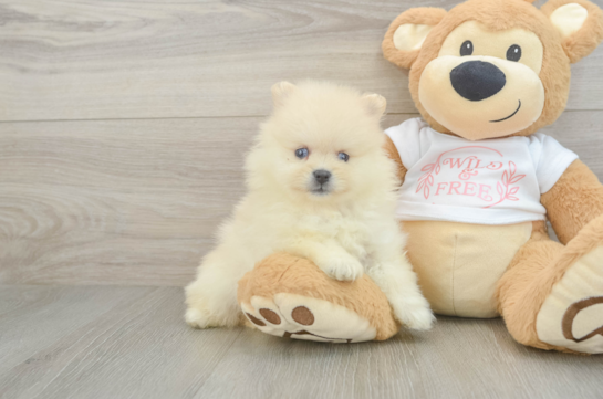 Pomeranian Puppy for Adoption