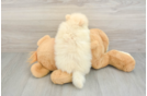 Funny Pomeranian Baby