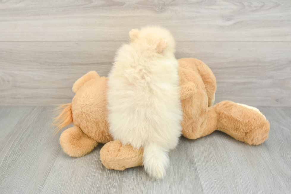 Funny Pomeranian Baby