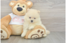 Funny Pomeranian Baby