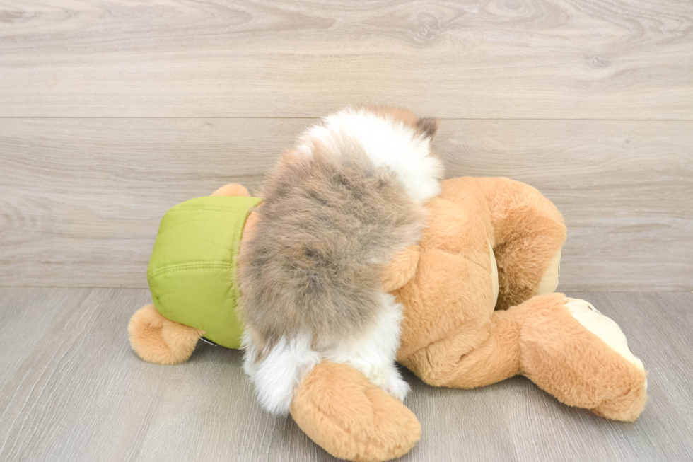 Meet Dax - our Pomeranian Puppy Photo  3/3 - Seaside Pups Little Pomeranian Purebred Pup