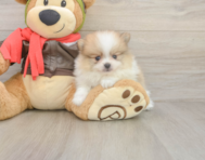 8 week old Pomeranian Puppy For Sale - Seaside Pups