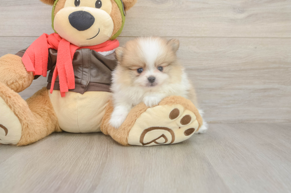 5 week old Pomeranian Puppy For Sale - Seaside Pups