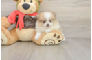 Meet Dax - our Pomeranian Puppy Photo  1/3 - Seaside Pups Hypoallergenic Pomeranian Purebred Pup