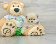 6 week old Pomeranian Puppy For Sale - Seaside Pups