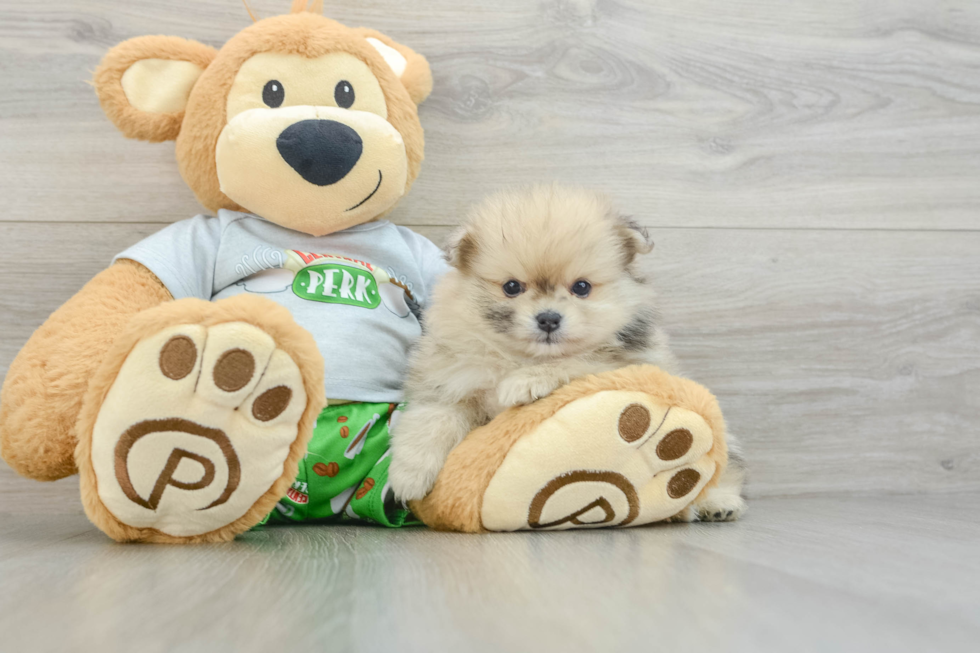 Popular Pomeranian Purebred Pup