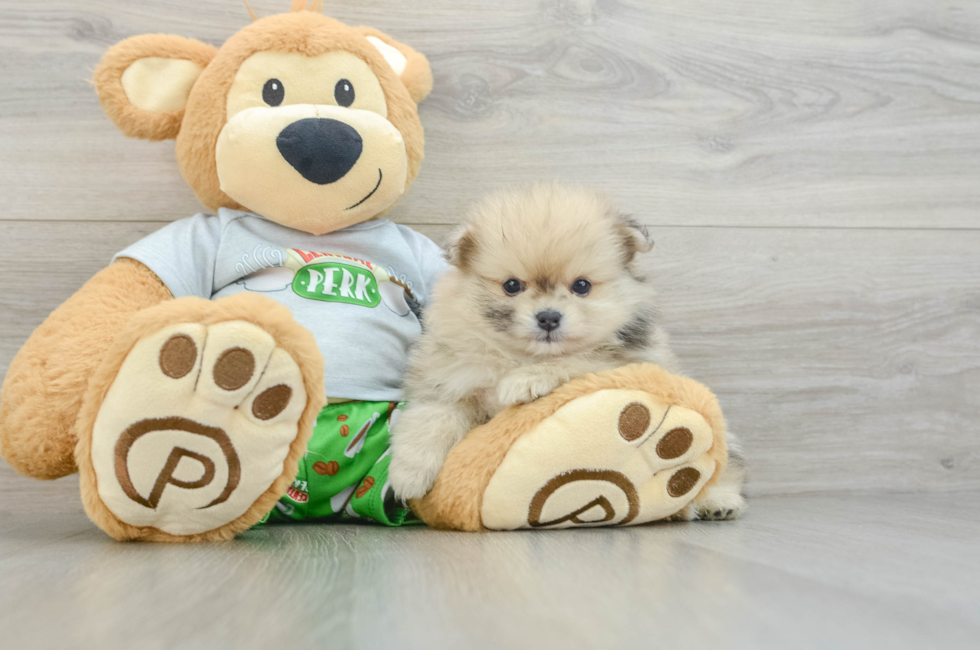 7 week old Pomeranian Puppy For Sale - Seaside Pups