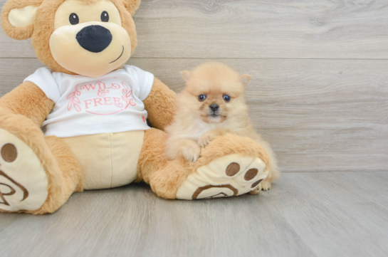 Petite Pom Dog Purebred Puppy