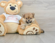 8 week old Pomeranian Puppy For Sale - Seaside Pups