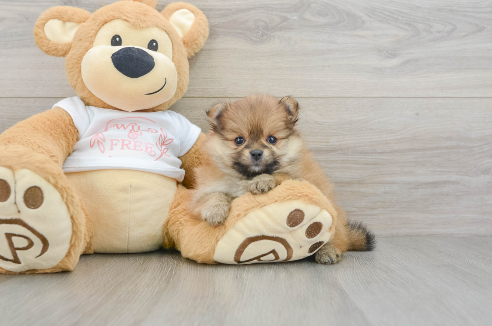 6 week old Pomeranian Puppy For Sale - Seaside Pups