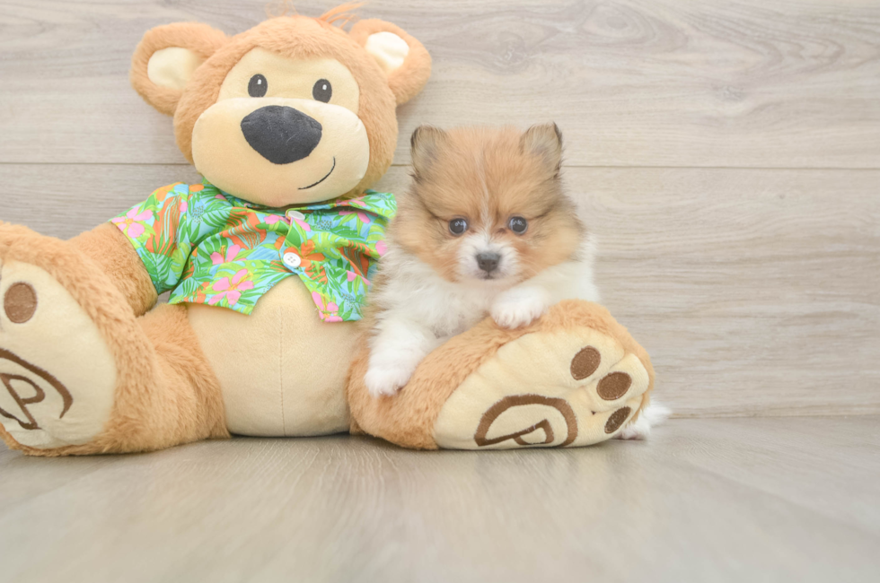 5 week old Pomeranian Puppy For Sale - Seaside Pups