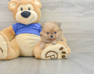 7 week old Pomeranian Puppy For Sale - Seaside Pups