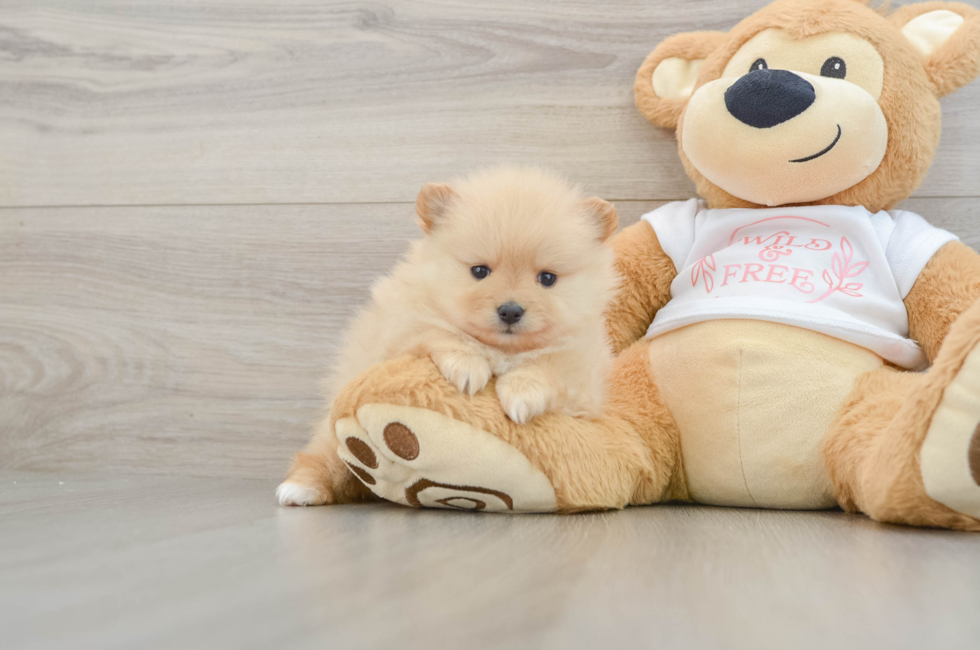 6 week old Pomeranian Puppy For Sale - Seaside Pups