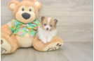 Hypoallergenic Pomeranian Baby