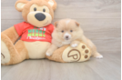 Pomeranian Pup Being Cute