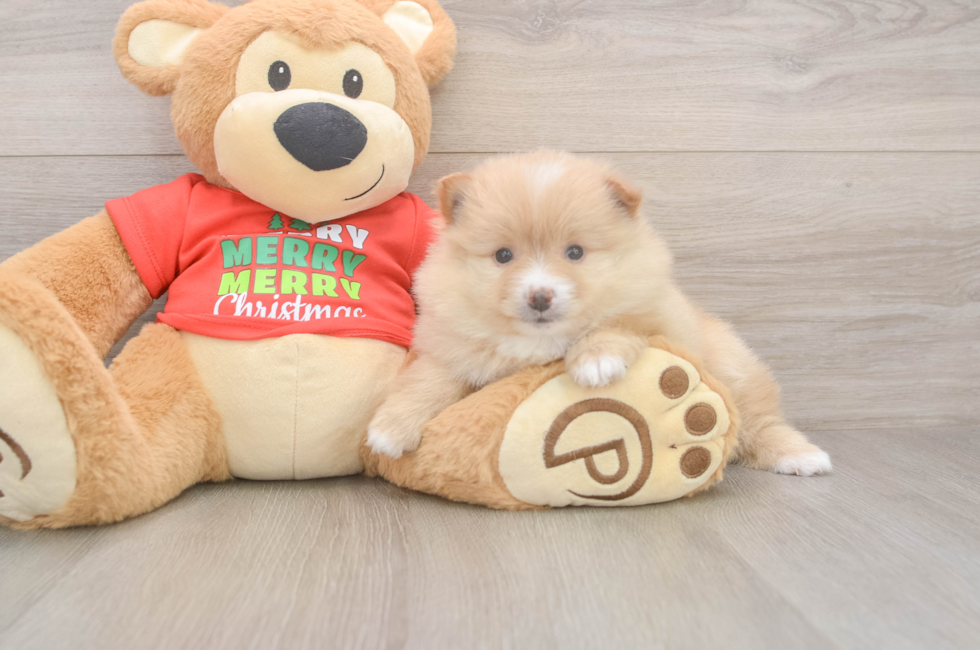5 week old Pomeranian Puppy For Sale - Seaside Pups