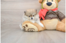 Hypoallergenic Pomeranian Purebred Pup