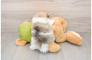 Popular Pomeranian Baby