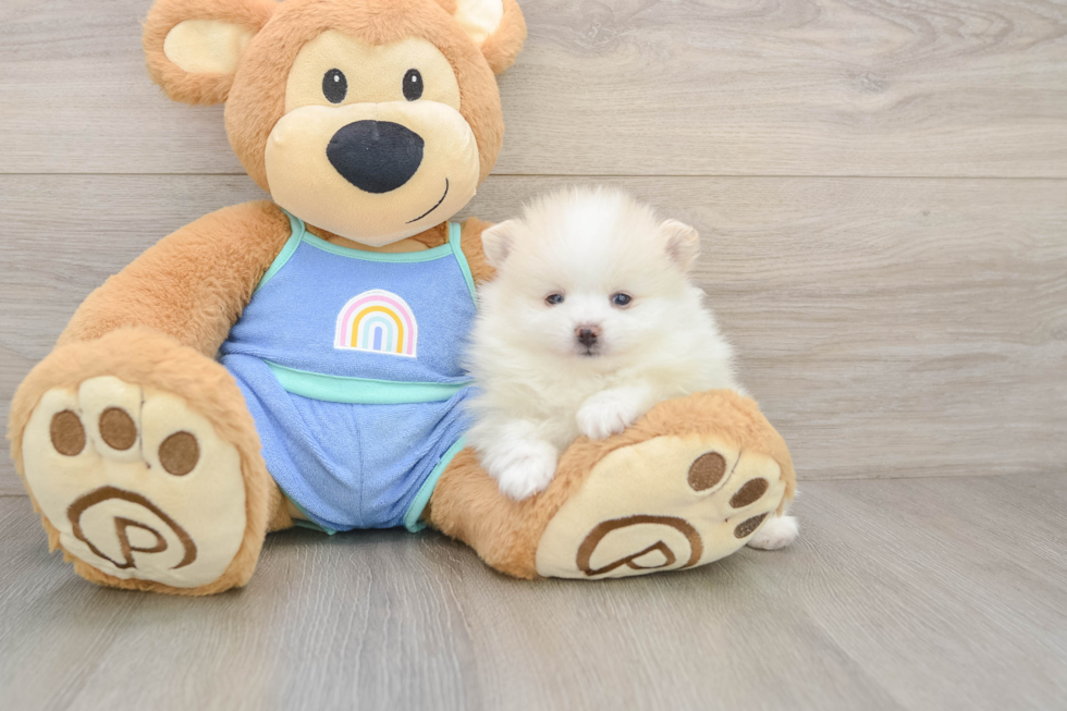 Adorable Pom Dog Purebred Puppy