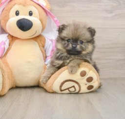 9 week old Pomeranian Puppy For Sale - Seaside Pups