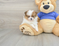 7 week old Pomeranian Puppy For Sale - Seaside Pups