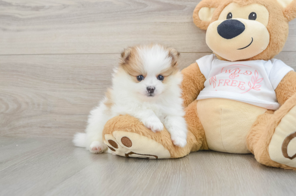 6 week old Pomeranian Puppy For Sale - Seaside Pups