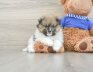 6 week old Pomeranian Puppy For Sale - Seaside Pups