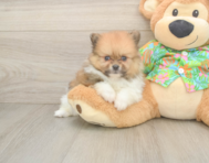 5 week old Pomeranian Puppy For Sale - Seaside Pups