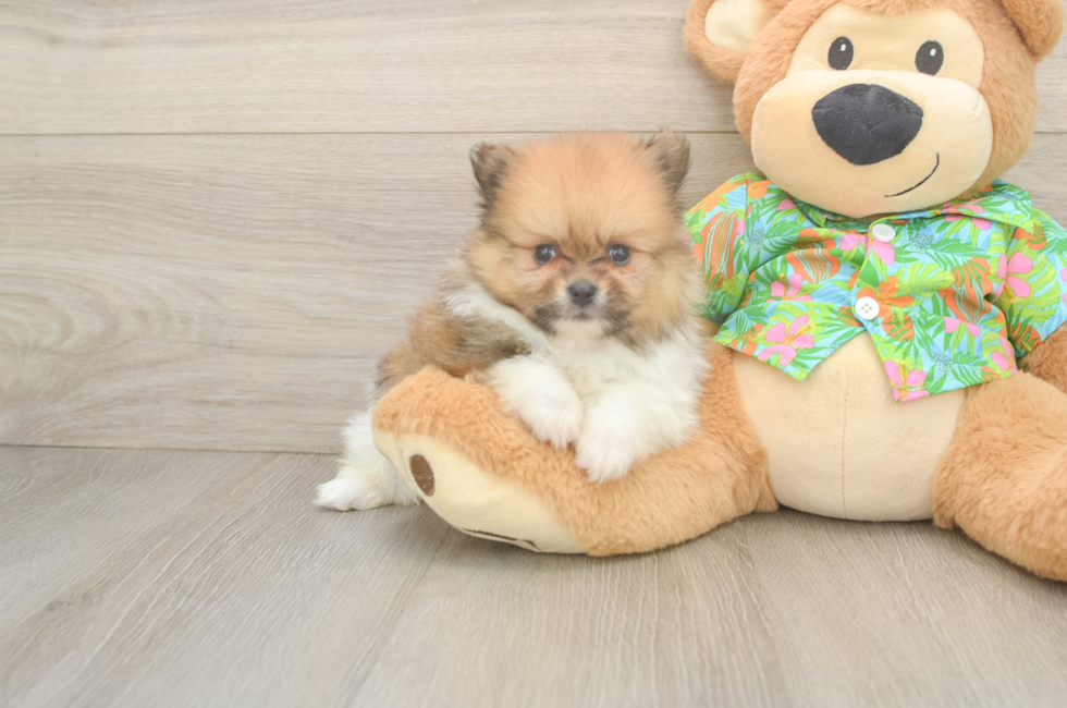 5 week old Pomeranian Puppy For Sale - Seaside Pups