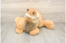 Petite Pom Purebred Puppy