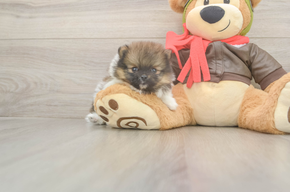 5 week old Pomeranian Puppy For Sale - Seaside Pups