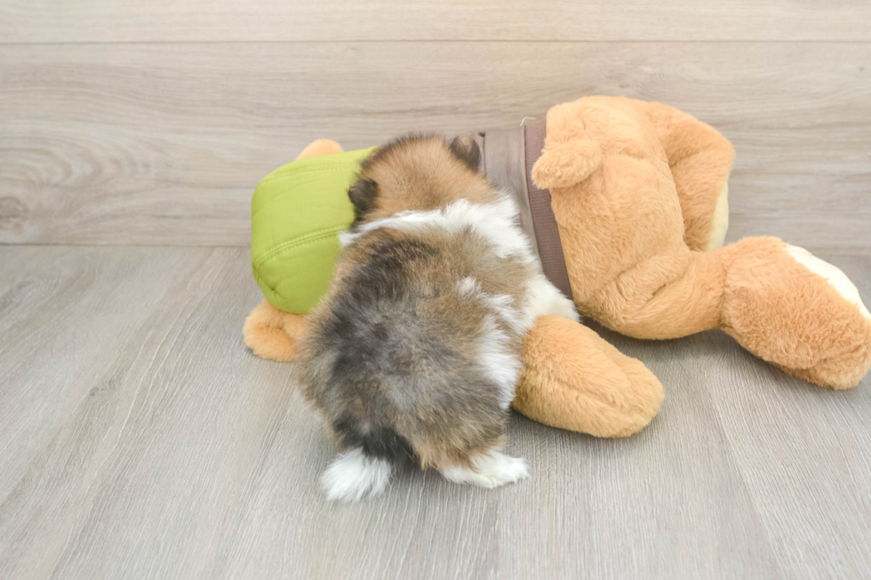 Meet Drake - our Pomeranian Puppy Photo  3/3 - Seaside Pups Happy Pom Purebred Puppy