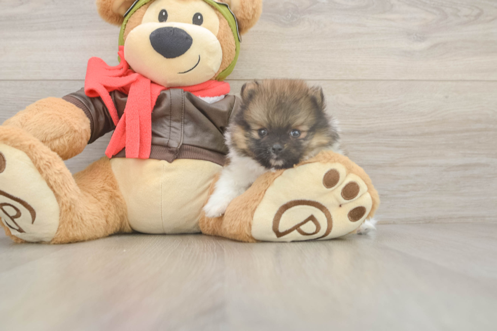 Meet Drake - our Pomeranian Puppy Photo  2/3 - Seaside Pups Funny Pomeranian Purebred Pup