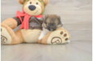 Meet Drake - our Pomeranian Puppy Photo  2/3 - Seaside Pups Funny Pomeranian Purebred Pup