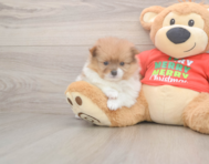 6 week old Pomeranian Puppy For Sale - Seaside Pups