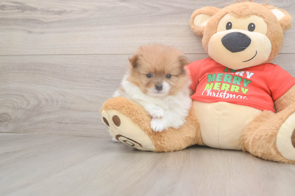 5 week old Pomeranian Puppy For Sale - Seaside Pups
