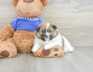 6 week old Pomeranian Puppy For Sale - Seaside Pups