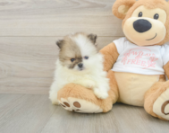 6 week old Pomeranian Puppy For Sale - Seaside Pups