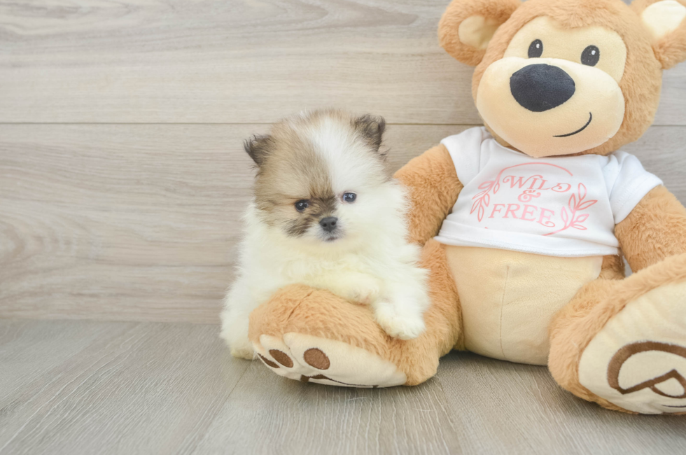 6 week old Pomeranian Puppy For Sale - Seaside Pups