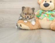 5 week old Pomeranian Puppy For Sale - Seaside Pups