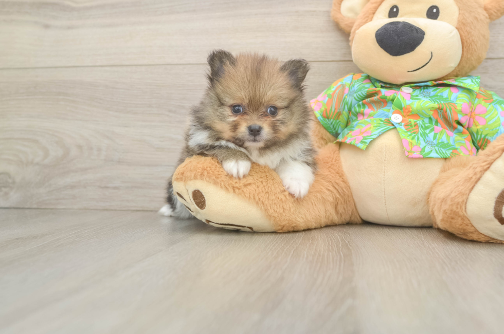5 week old Pomeranian Puppy For Sale - Seaside Pups