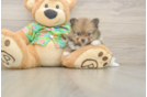 Akc Registered Pomeranian Baby