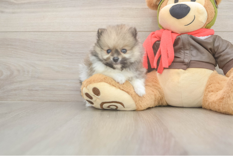 Pomeranian Puppy for Adoption